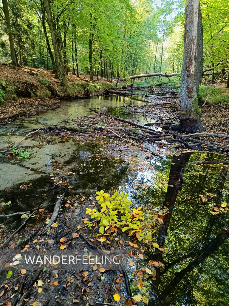 202510030-07 - Briesetal bei Zühlsdorf, Barnimer Land, Brandenburg, Deutschland