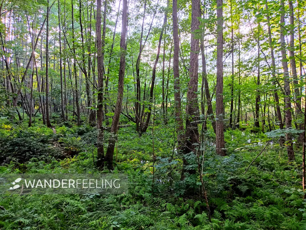 202309160-28 - Bruchwald am Melangsee bei Limsdorf, Seenland Oder-Spree, Brandenburg, Deutschland