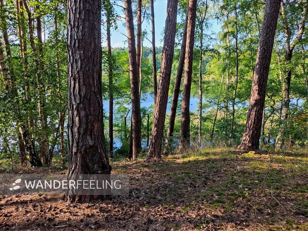 202309160-29 - Bruchwald am Melangsee bei Limsdorf, Seenland Oder-Spree, Brandenburg, Deutschland
