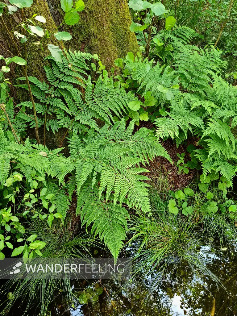 202506110-18 - Bruchwald am Piansee bei Pian, Ruppiner Seenland, Brandenburg, Deutschland