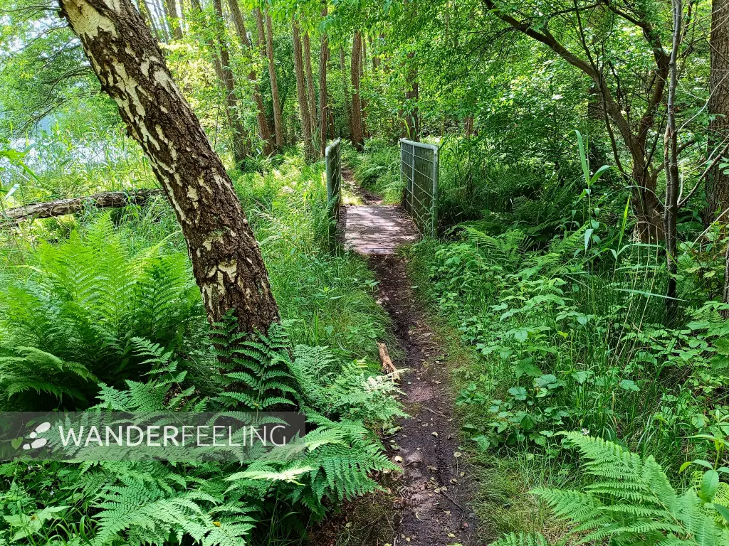 202506110-08 - Bruchwald am Sidowsee bei Himmelpfort, Ruppiner Seenland, Brandenburg, Deutschland