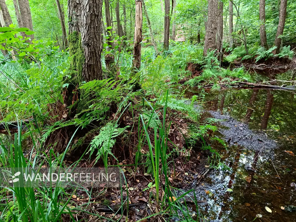 202508020-31 - Bruchwald bei Waldsieversdorf, Märkische Schweiz, Seenland Oder-Spree, Brandenburg, Deutschland