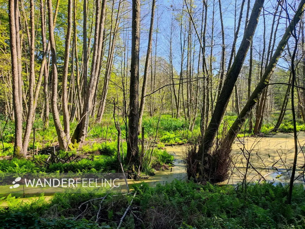 202309160-05 - Bruchwald bei Wendisch Rietz, Seenland Oder-Spree, Brandenburg, Deutschland