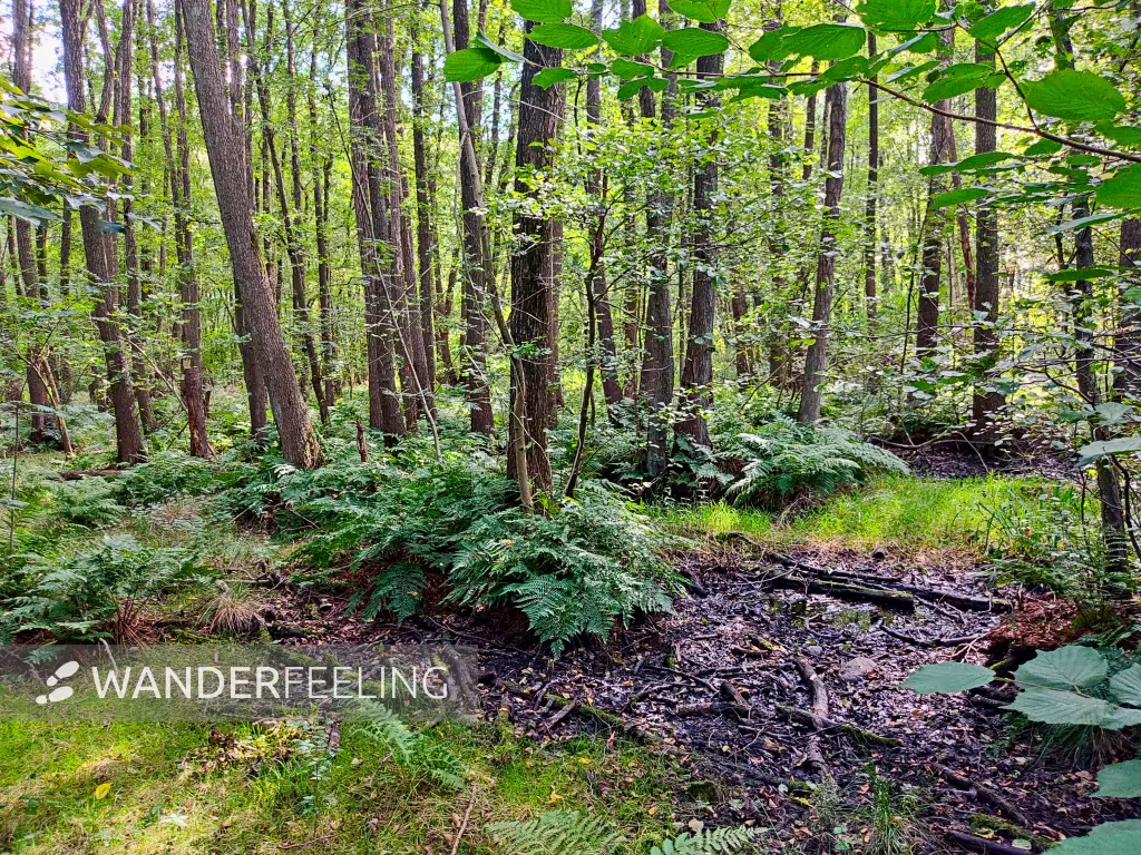 202308230-31 - Bruchwald im NSG Duvenwischen in Volksdorf, Hamburg, Deutschland
