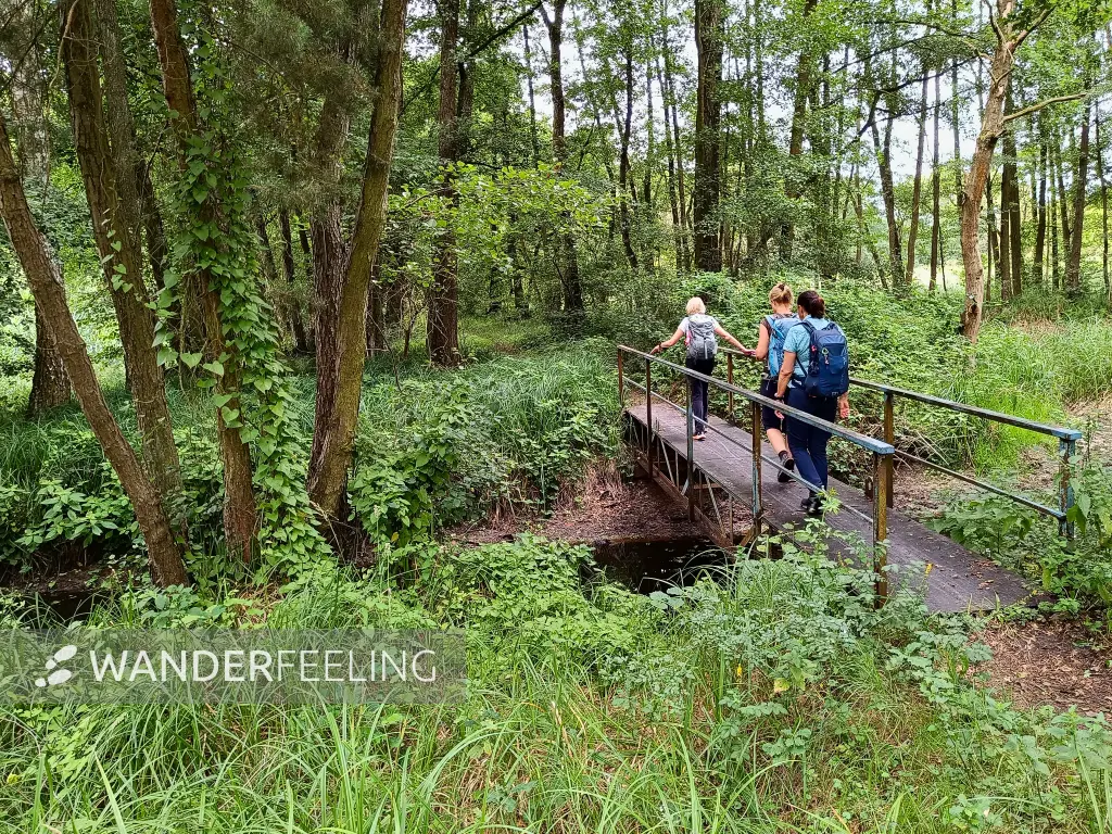 202507260-17 - Bruchwald zwischen Kützkow und Plaue, Havelland, Brandenburg, Deutschland