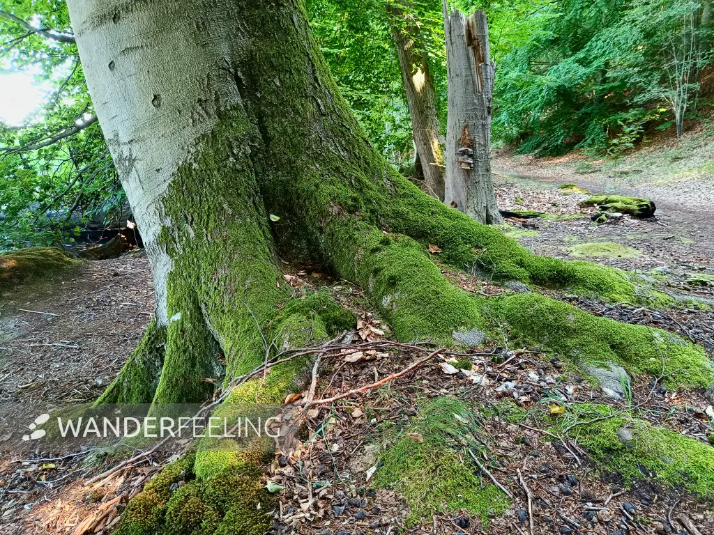 202508260-32 - Buche auf der Insel Werder bei Alt Schwerin, Mecklenburgische Seenplatte, Mecklenburg-Vorpommern, Deutschland