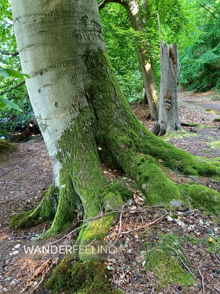 202508260-33 - Buche auf der Insel Werder bei Alt Schwerin, Mecklenburgische Seenplatte, Mecklenburg-Vorpommern, Deutschland
