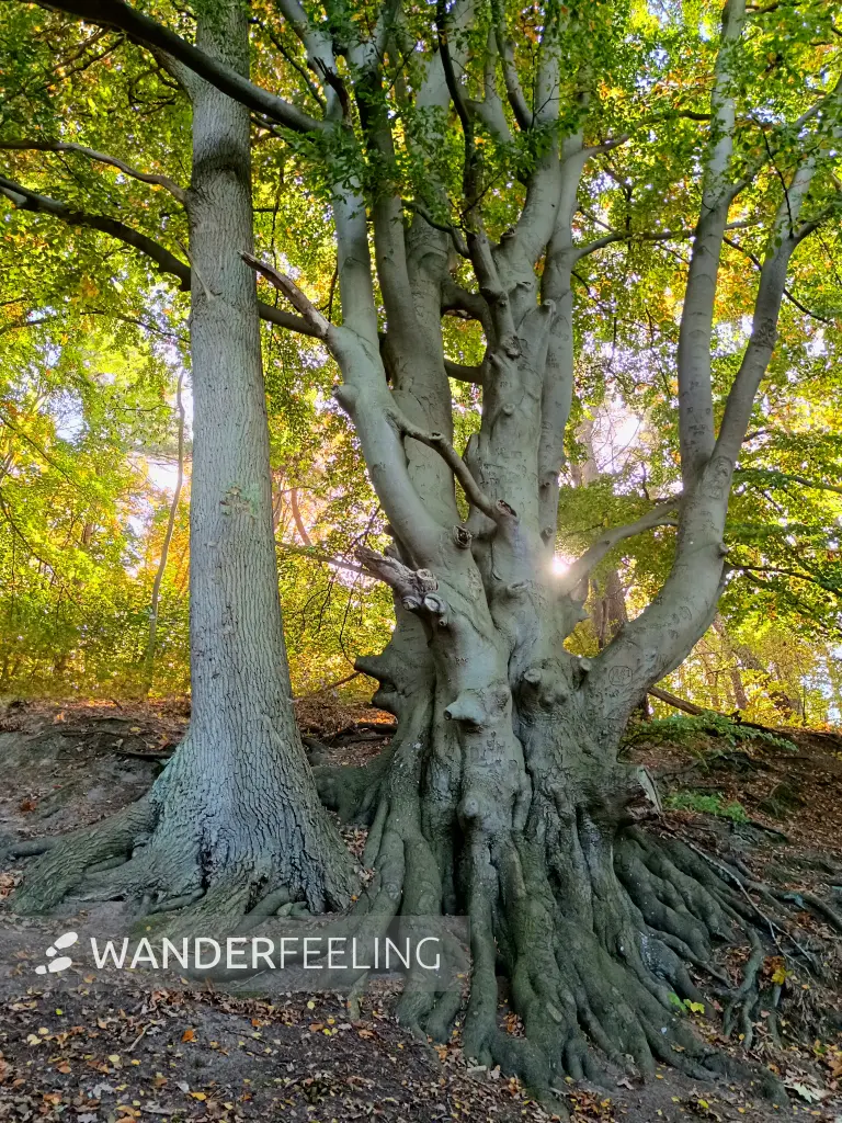 202510130-20 - Buche bei Krakow am See, Mecklenburgische Seenplatte, Mecklenburg-Vorpommern, Deutschland