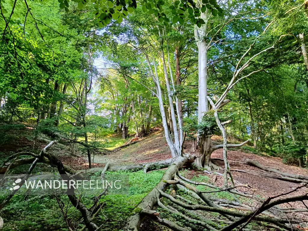 202407190-59 - Buchenwald am Großen Luzin bei Carwitz, Mecklenburgische Seenplatte, Mecklenburg-Vorpommern, Deutschland