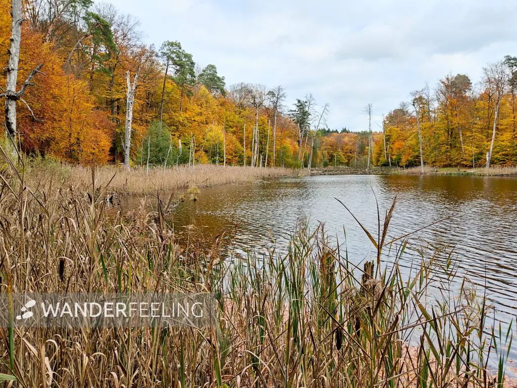202311060-31 - Buchenwald am Schweingartensee im Müritz-Nationalpark bei Carpin, Mecklenburgische Seenplatte, Mecklenburg-Vorpommern, Deutschland