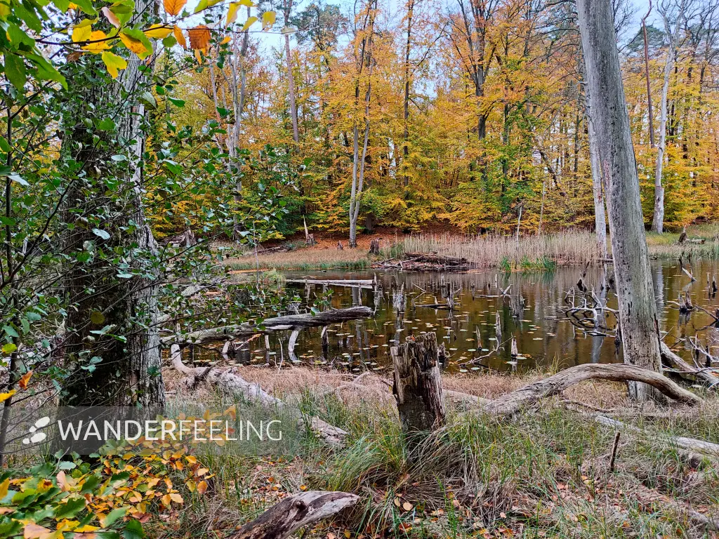 202311060-32 - Buchenwald am Schweingartensee im Müritz-Nationalpark bei Carpin, Mecklenburgische Seenplatte, Mecklenburg-Vorpommern, Deutschland