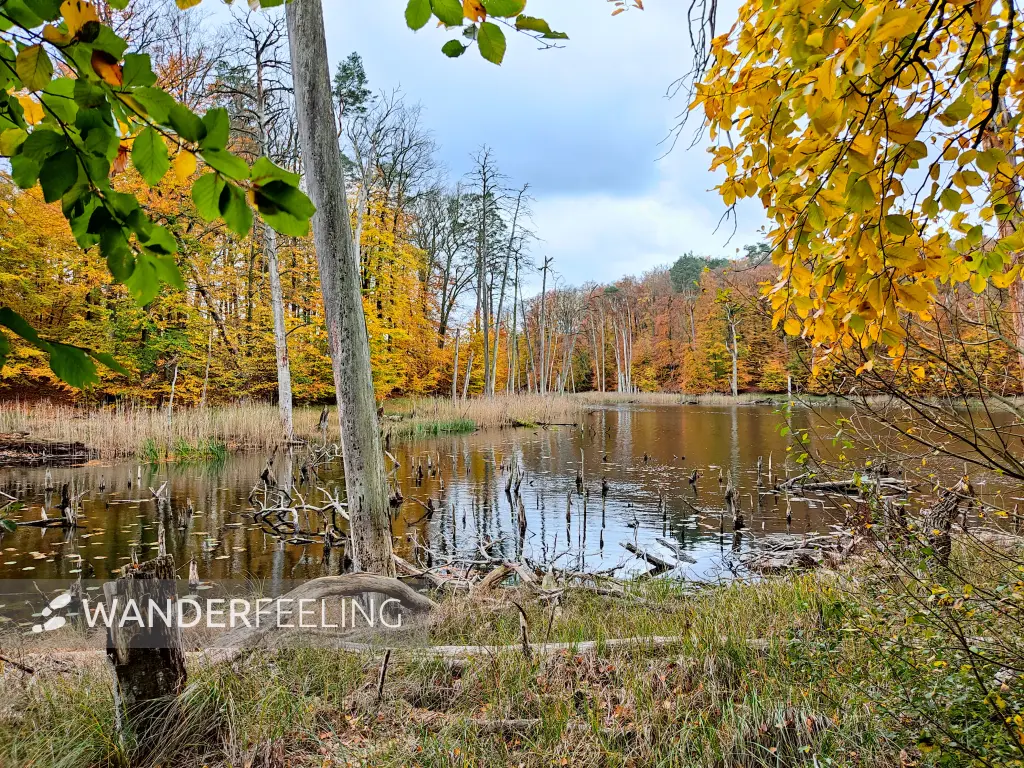 202311060-33 - Buchenwald am Schweingartensee im Müritz-Nationalpark bei Carpin, Mecklenburgische Seenplatte, Mecklenburg-Vorpommern, Deutschland