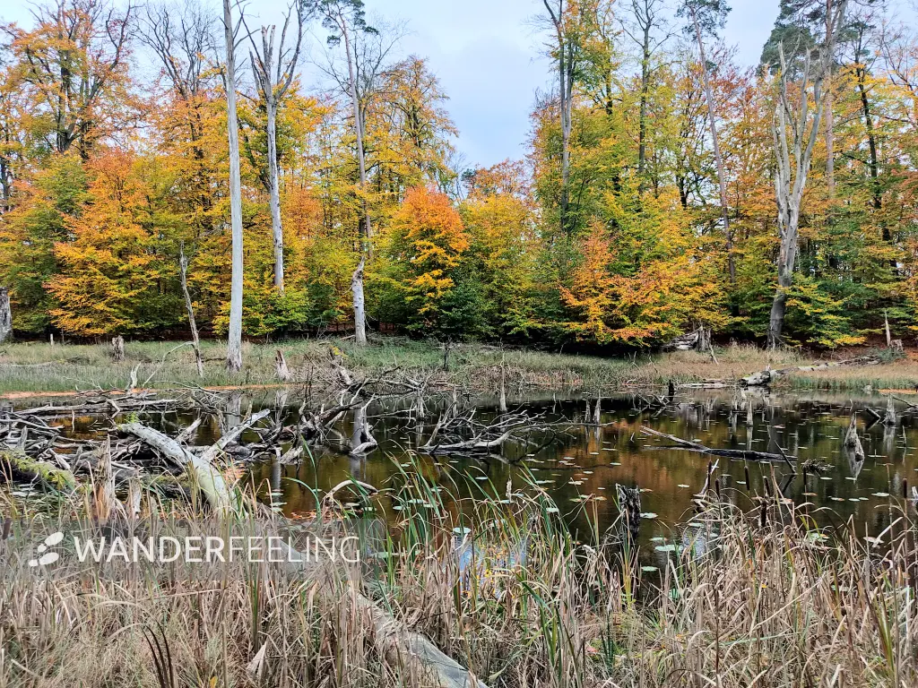 202311060-34 - Buchenwald am Schweingartensee im Müritz-Nationalpark bei Carpin, Mecklenburgische Seenplatte, Mecklenburg-Vorpommern, Deutschland