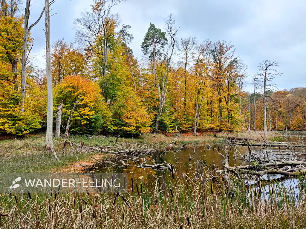 202311060-35 - Buchenwald am Schweingartensee im Müritz-Nationalpark bei Carpin, Mecklenburgische Seenplatte, Mecklenburg-Vorpommern, Deutschland
