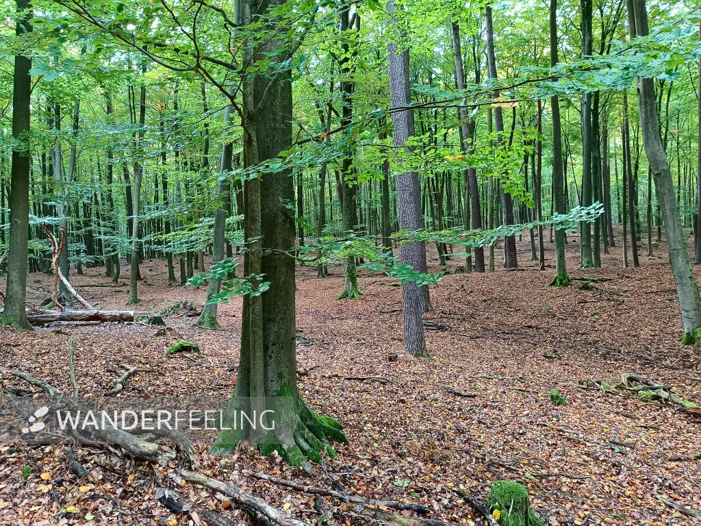 202410140-27 - Buchenwald bei Poratz, Uckermark, Brandenburg, Deutschland