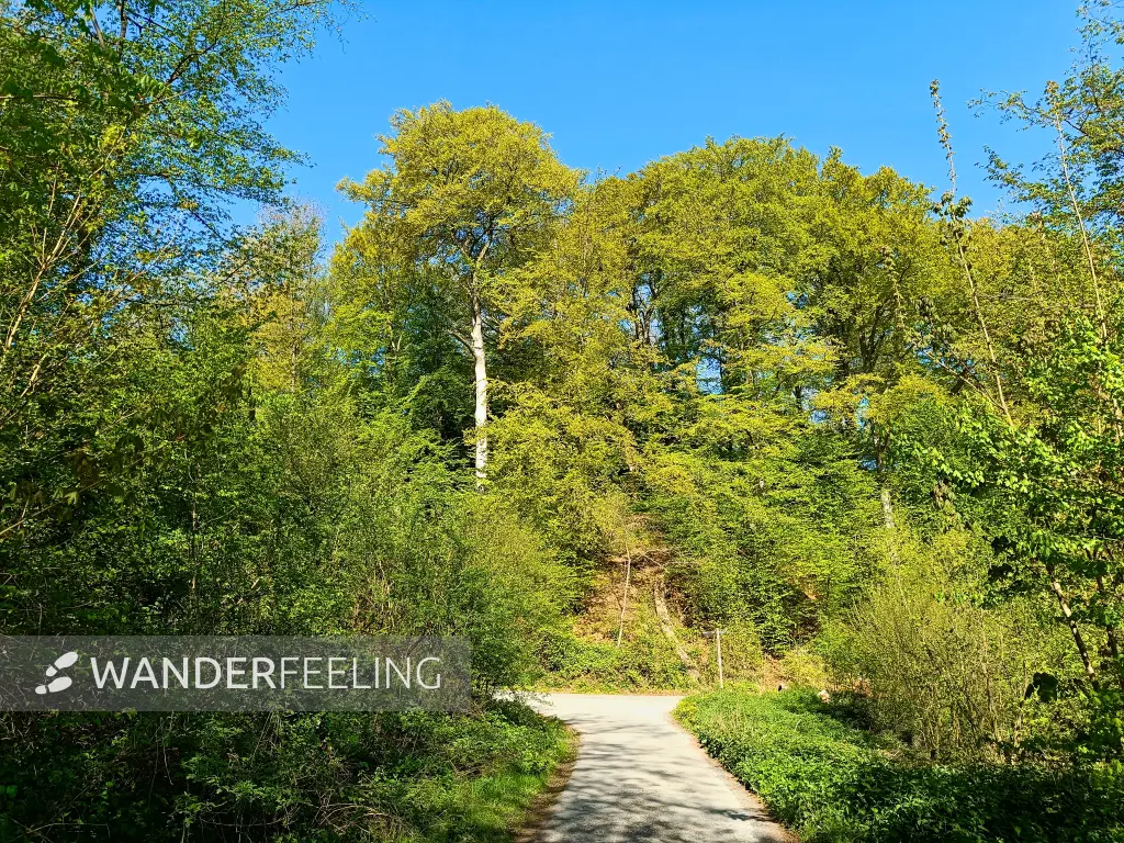 202604230-09 - Buchenwald im Düsseltal, Bergisches Land, Nordrhein-Westfalen, Deutschland