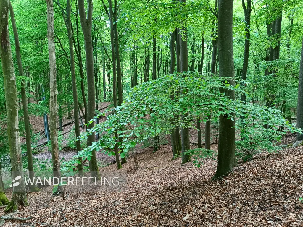 202605090-31 - Buchenwald im Grumsiner Forst bei Altkünkendorf, Uckermark, Brandenburg, Deutschland