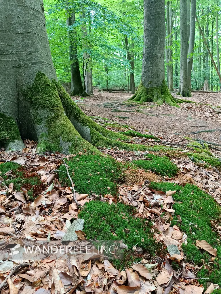 202606090-05 - Buchenwald im Hullerbusch bei Feldberg, Mecklenburgische Seenplatte, Mecklenburg-Vorpommern, Deutschland
