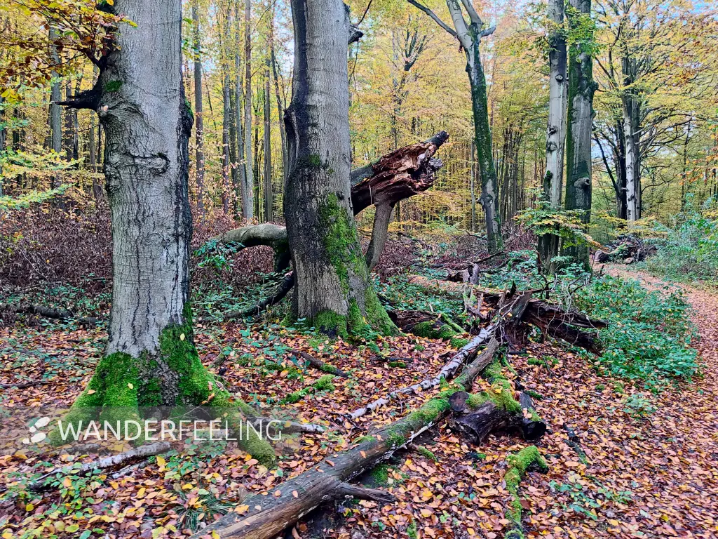 202311060-04 - Buchenwald im Müritz-Nationalpark bei Carpin, Mecklenburgische Seenplatte, Mecklenburg-Vorpommern, Deutschland