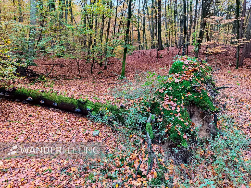 202311060-08 - Buchenwald im Müritz-Nationalpark bei Carpin, Mecklenburgische Seenplatte, Mecklenburg-Vorpommern, Deutschland
