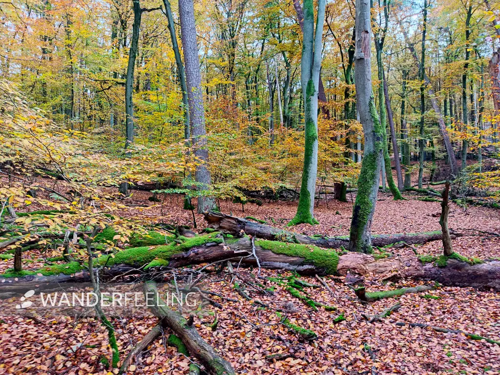 202311060-10 - Buchenwald im Müritz-Nationalpark bei Carpin, Mecklenburgische Seenplatte, Mecklenburg-Vorpommern, Deutschland