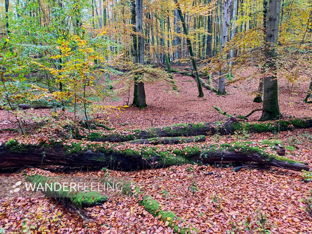202311060-11 - Buchenwald im Müritz-Nationalpark bei Carpin, Mecklenburgische Seenplatte, Mecklenburg-Vorpommern, Deutschland