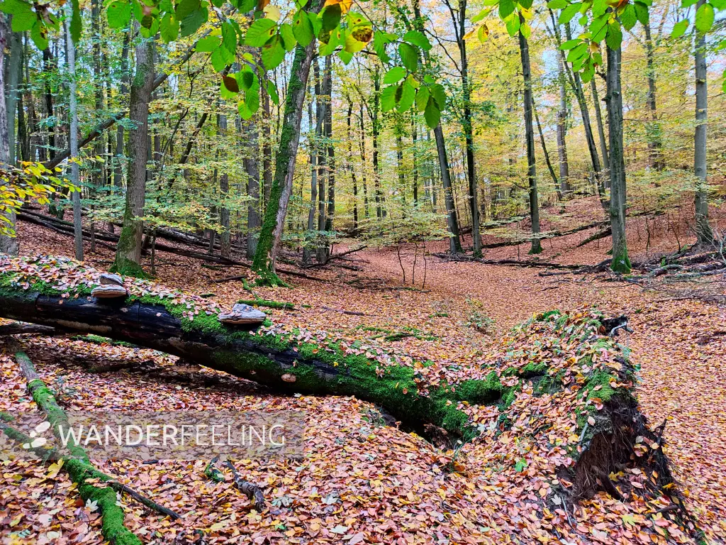 202311060-12 - Buchenwald im Müritz-Nationalpark bei Carpin, Mecklenburgische Seenplatte, Mecklenburg-Vorpommern, Deutschland