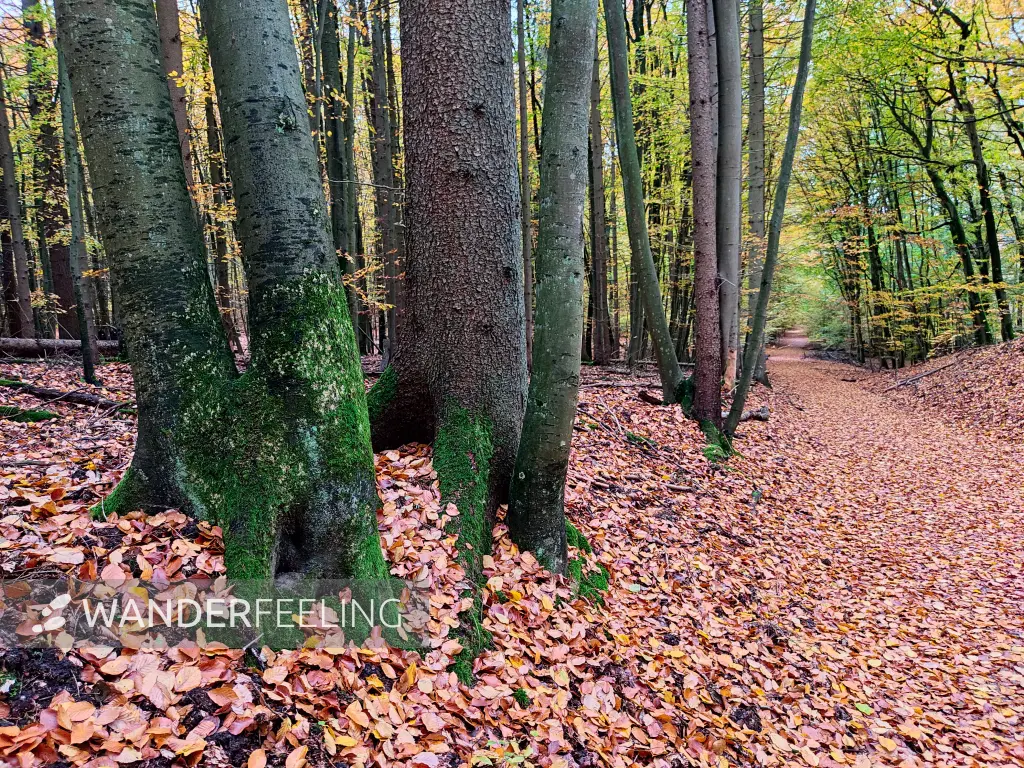 202311060-13 - Buchenwald im Müritz-Nationalpark bei Carpin, Mecklenburgische Seenplatte, Mecklenburg-Vorpommern, Deutschland