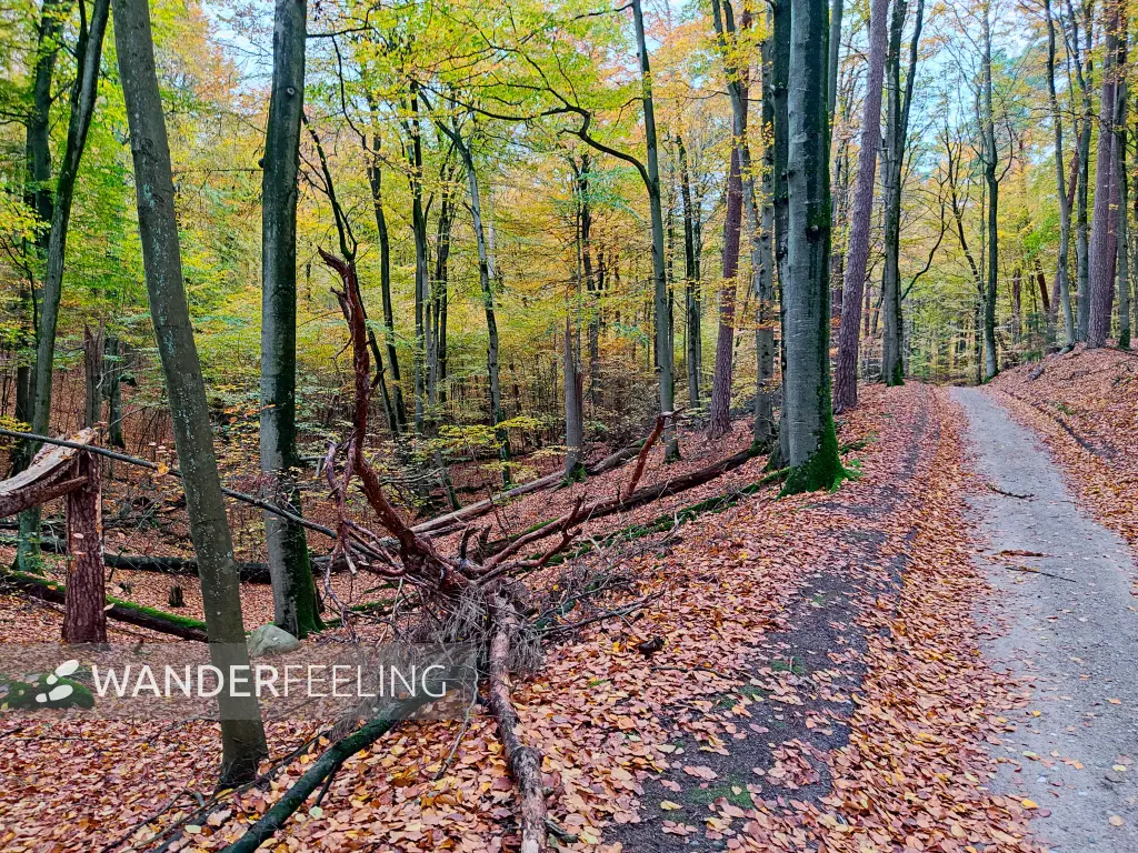 202311060-21 - Buchenwald im Müritz-Nationalpark bei Carpin, Mecklenburgische Seenplatte, Mecklenburg-Vorpommern, Deutschland