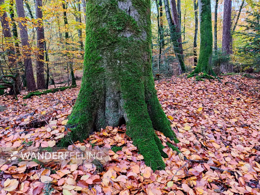 202311060-22 - Buchenwald im Müritz-Nationalpark bei Carpin, Mecklenburgische Seenplatte, Mecklenburg-Vorpommern, Deutschland