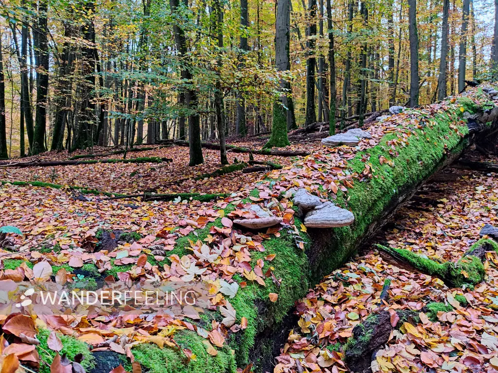 202311060-30 - Buchenwald im Müritz-Nationalpark bei Carpin, Mecklenburgische Seenplatte, Mecklenburg-Vorpommern, Deutschland