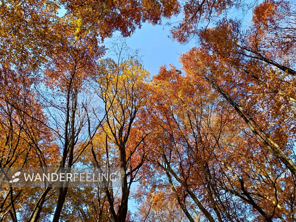 202511070-11 - Buchenwald im Müritz-Nationalpark bei Serrahn, Mecklenburgische Seenplatte, Mecklenburg-Vorpommern, Deutschland