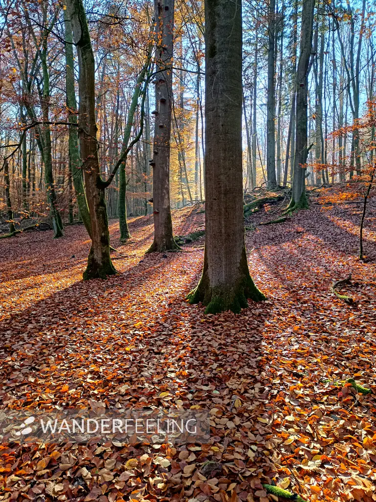 202511070-12 - Buchenwald im Müritz-Nationalpark bei Serrahn, Mecklenburgische Seenplatte, Mecklenburg-Vorpommern, Deutschland