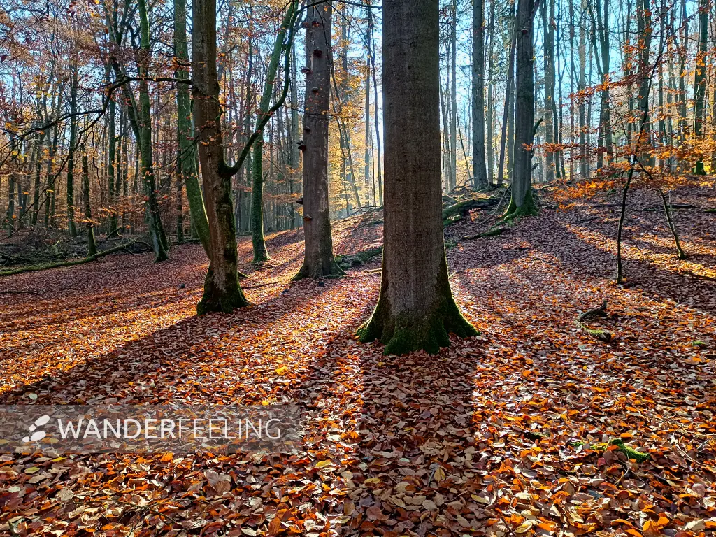 202511070-13 - Buchenwald im Müritz-Nationalpark bei Serrahn, Mecklenburgische Seenplatte, Mecklenburg-Vorpommern, Deutschland