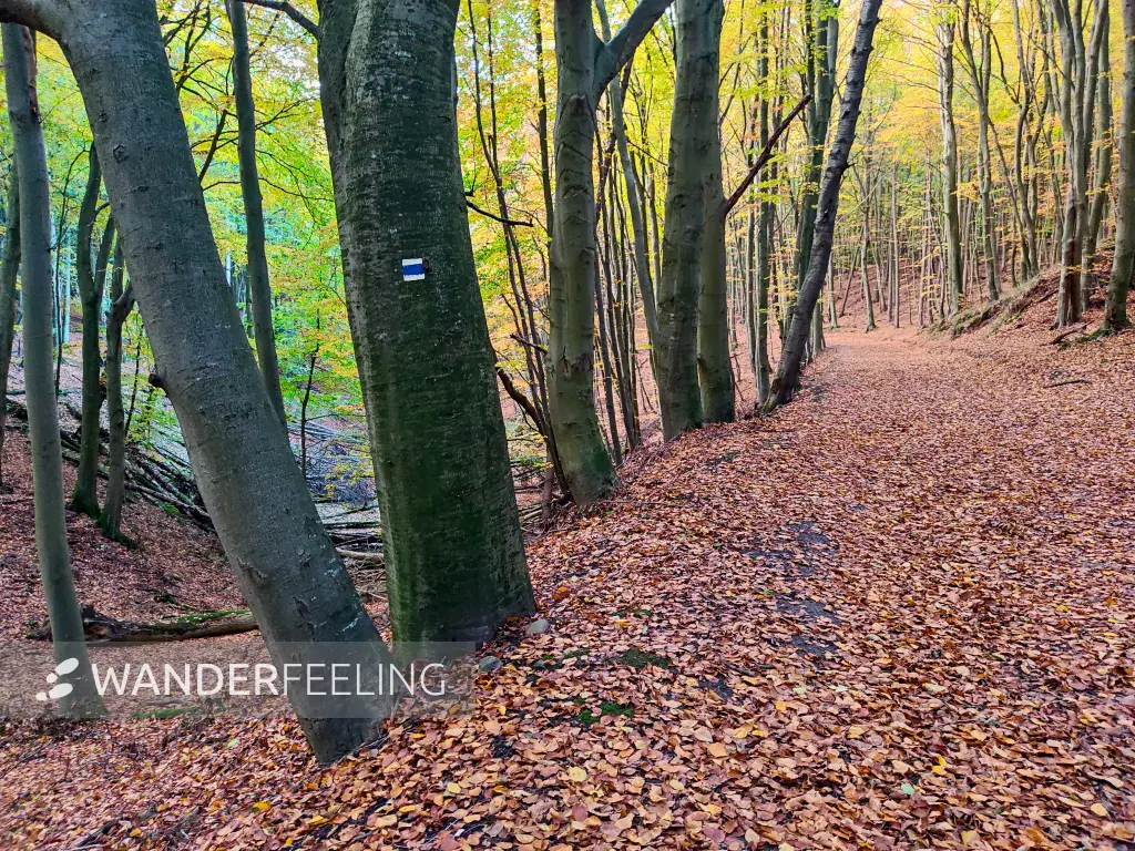 202311070-54 - Buchenwald im Nationalpark Jasmund bei Lohme, Rügen, Mecklenburg-Vorpommern, Deutschland