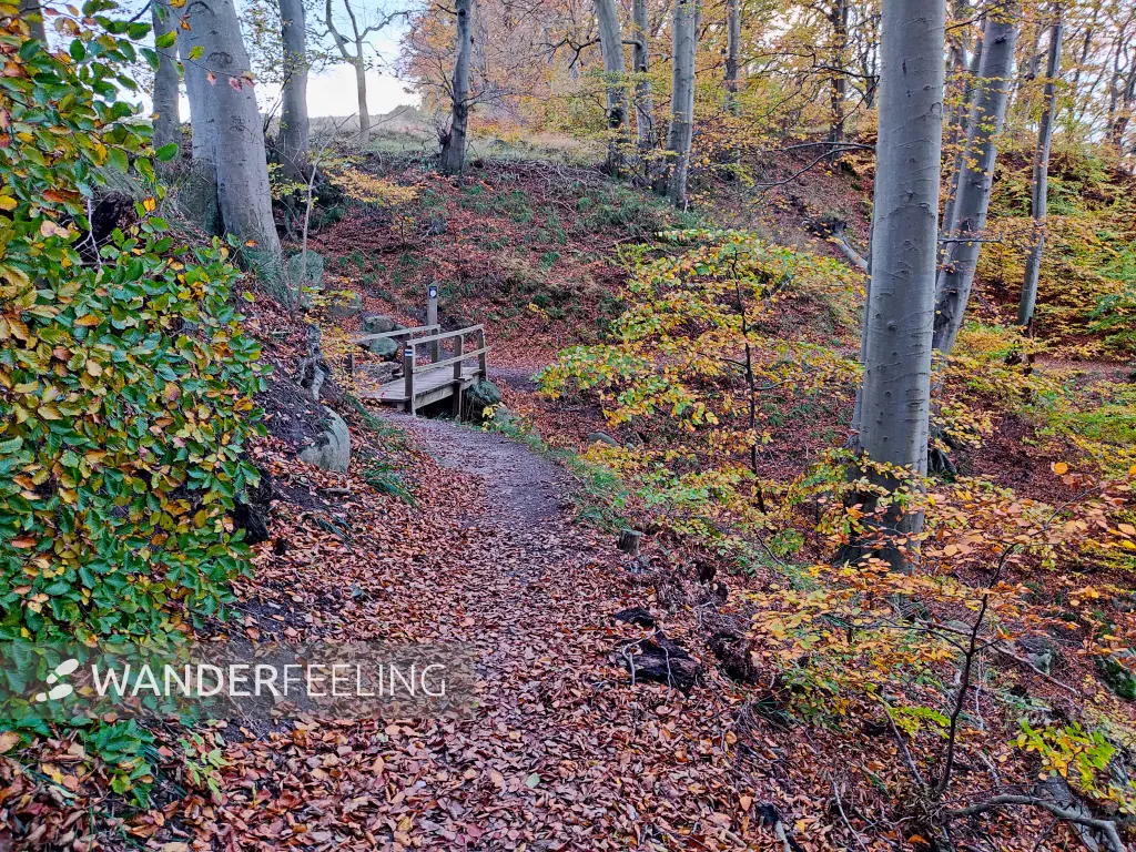 202311070-56 - Buchenwald im Nationalpark Jasmund bei Lohme, Rügen, Mecklenburg-Vorpommern, Deutschland