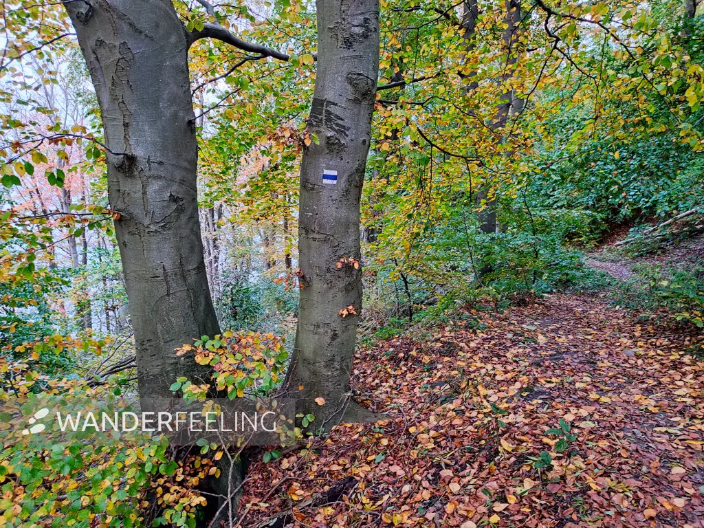 202311070-57 - Buchenwald im Nationalpark Jasmund bei Lohme, Rügen, Mecklenburg-Vorpommern, Deutschland