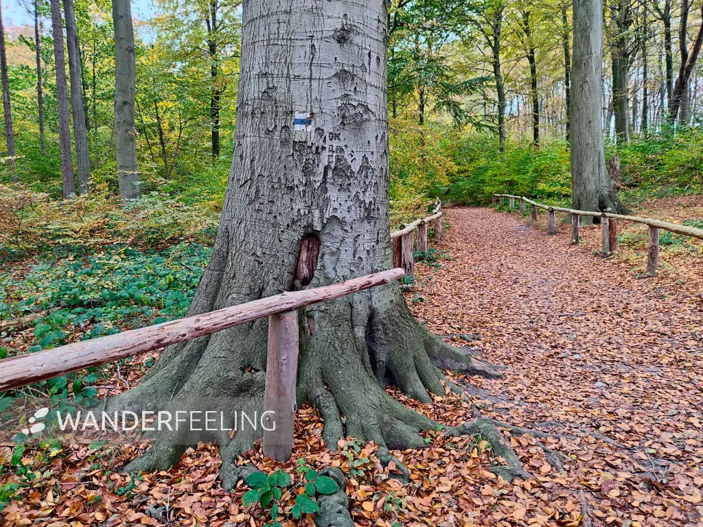 202311070-10 - Buchenwald im Nationalpark Jasmund bei Sassnitz, Rügen, Mecklenburg-Vorpommern, Deutschland