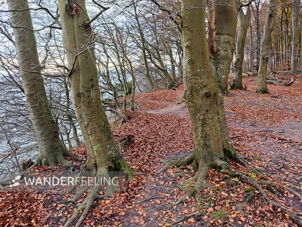 202311070-11 - Buchenwald im Nationalpark Jasmund bei Sassnitz, Rügen, Mecklenburg-Vorpommern, Deutschland