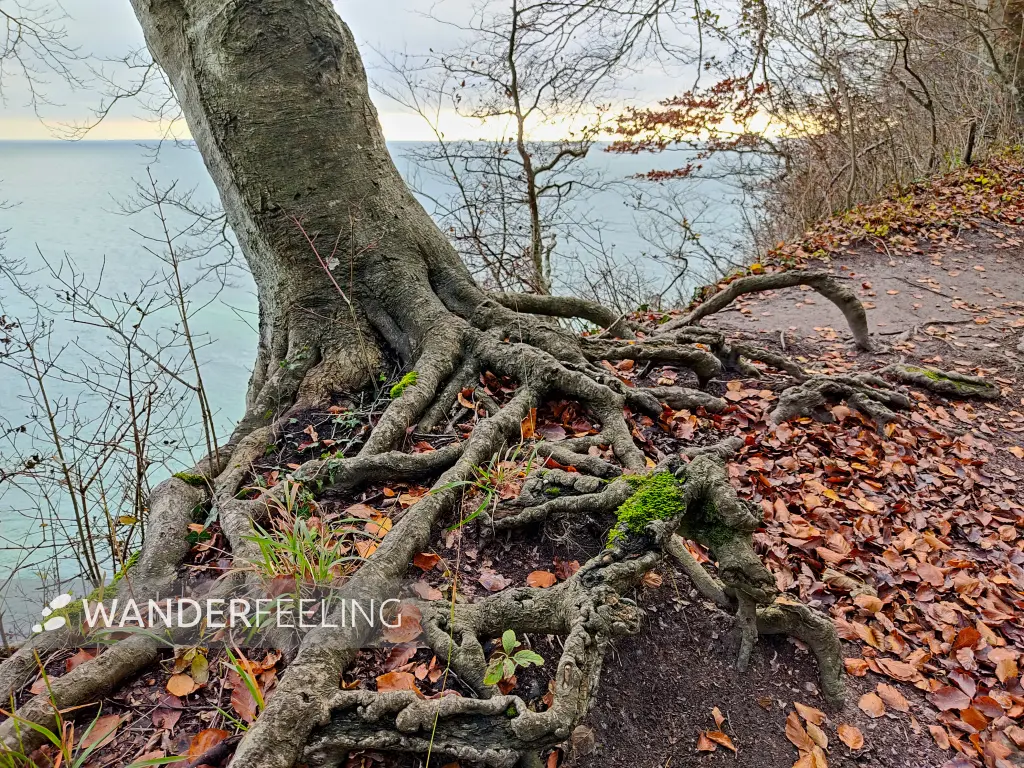 202311070-12 - Buchenwald im Nationalpark Jasmund bei Sassnitz, Rügen, Mecklenburg-Vorpommern, Deutschland