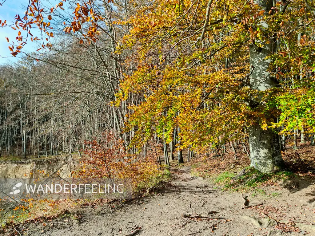 202311070-20 - Buchenwald im Nationalpark Jasmund bei Sassnitz, Rügen, Mecklenburg-Vorpommern, Deutschland