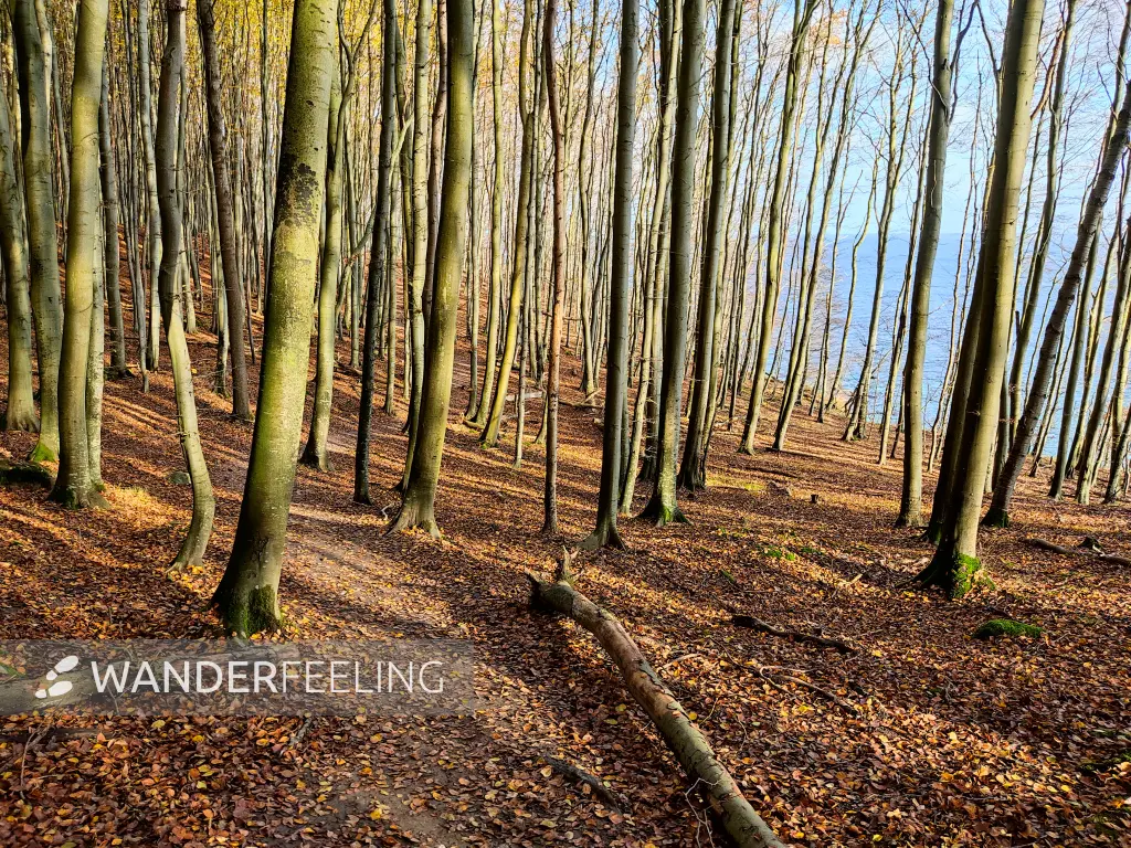 202311070-21 - Buchenwald im Nationalpark Jasmund bei Sassnitz, Rügen, Mecklenburg-Vorpommern, Deutschland