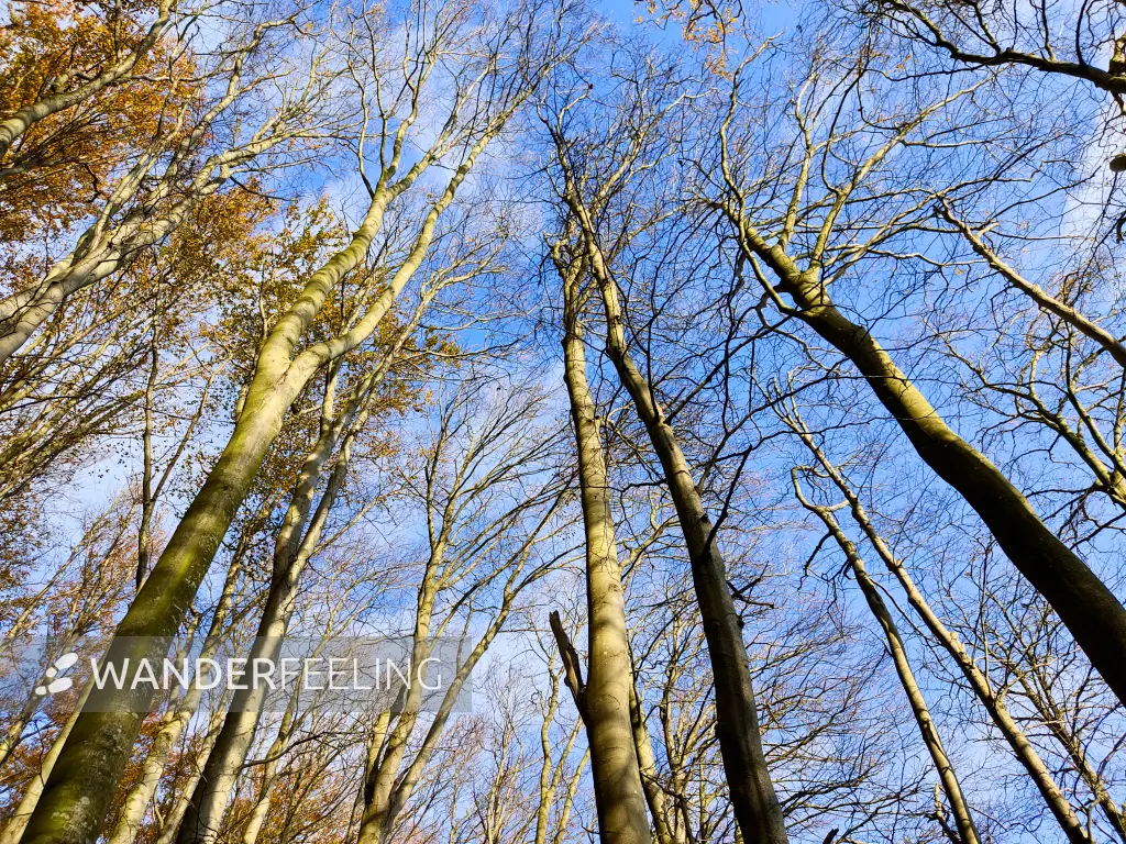 202311070-30 - Buchenwald im Nationalpark Jasmund, Rügen, Mecklenburg-Vorpommern, Deutschland