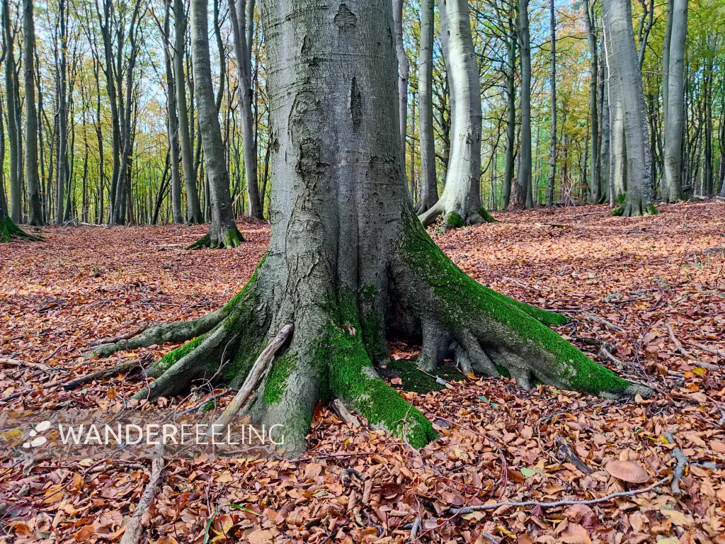 202311070-33 - Buchenwald im Nationalpark Jasmund, Rügen, Mecklenburg-Vorpommern, Deutschland