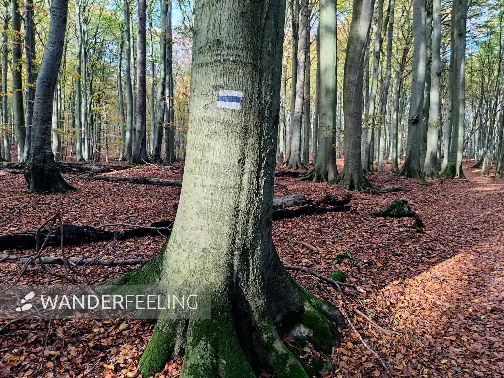 202311070-34 - Buchenwald im Nationalpark Jasmund, Rügen, Mecklenburg-Vorpommern, Deutschland