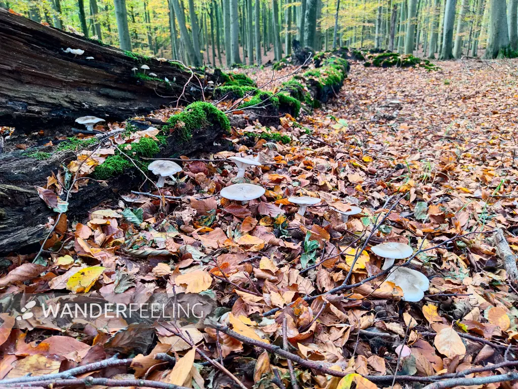 202311070-35 - Buchenwald im Nationalpark Jasmund, Rügen, Mecklenburg-Vorpommern, Deutschland