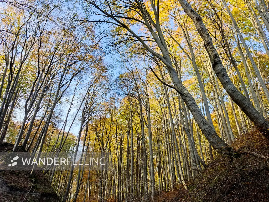 202311070-36 - Buchenwald im Nationalpark Jasmund, Rügen, Mecklenburg-Vorpommern, Deutschland
