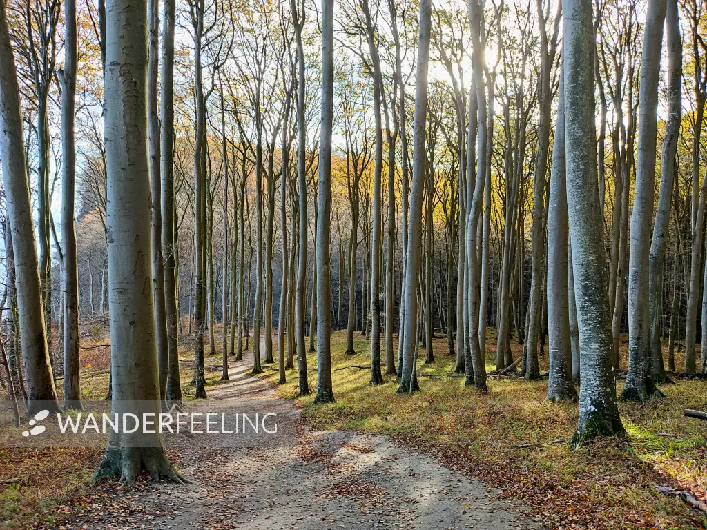 202311070-41 - Buchenwald im Nationalpark Jasmund, Rügen, Mecklenburg-Vorpommern, Deutschland