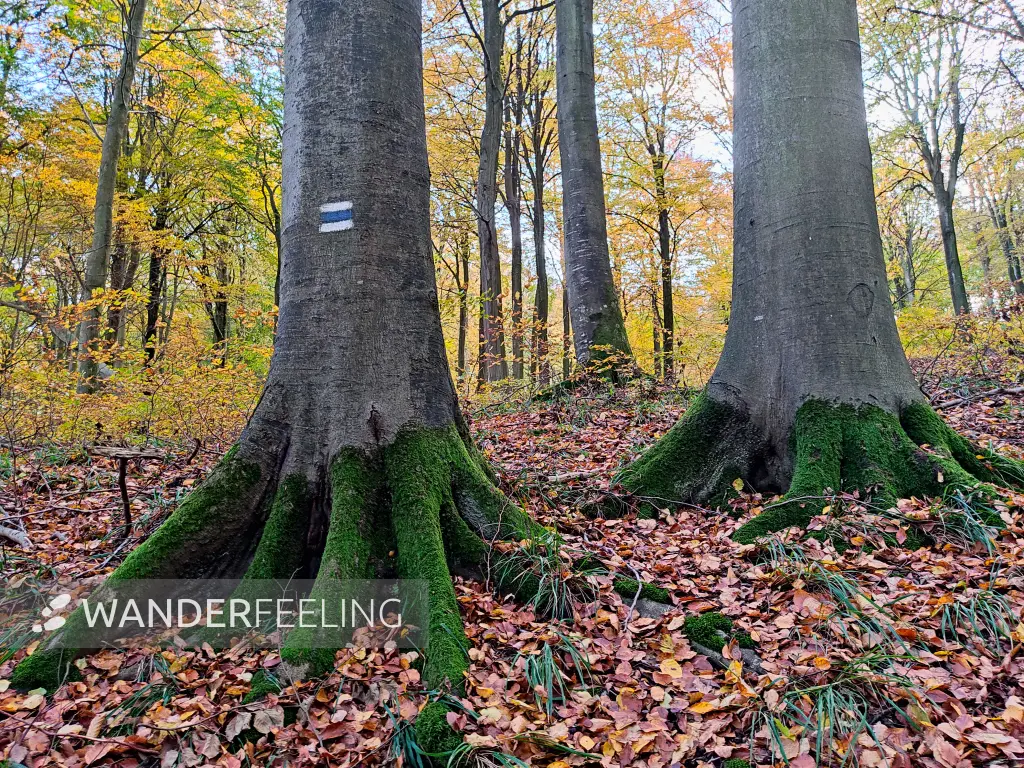 202311070-46 - Buchenwald im Nationalpark Jasmund, Rügen, Mecklenburg-Vorpommern, Deutschland