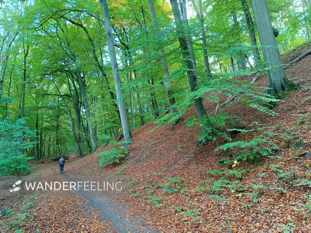 202510210-42 - Buchenwald in Neubrandenburg, Mecklenburgische Seenplatte, Mecklenburg-Vorpommern, Deutschland